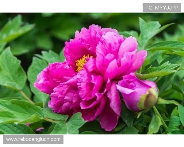 最新开运app手机推荐，助你开启好运人生新篇章